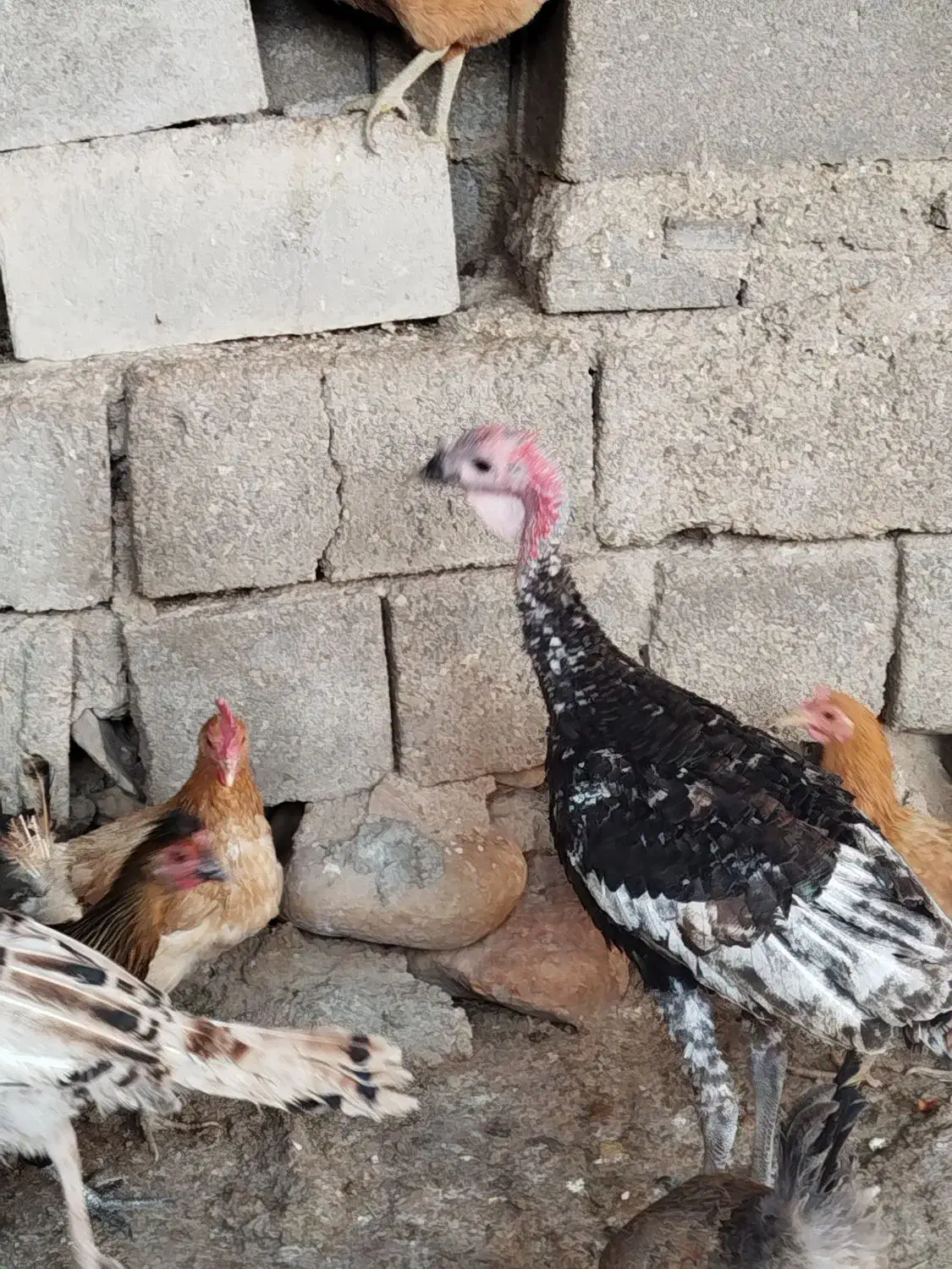 چهار عدد بوقلمون محلی|حیوانات مزرعه|بهبهان, |دیوار