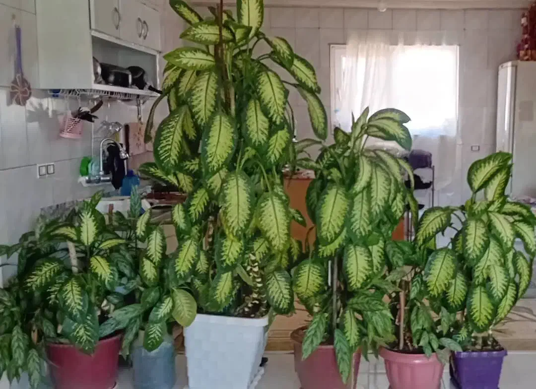 فروش گل های زینتی و آپارتمانی|گل و گیاه طبیعی|بلبان آباد, |دیوار