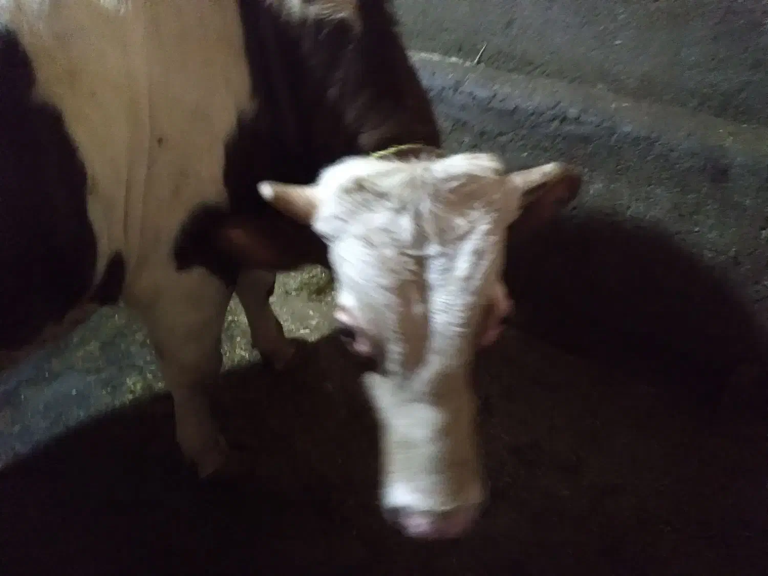 گوساله نر|حیوانات مزرعه|حسین آباد, |دیوار