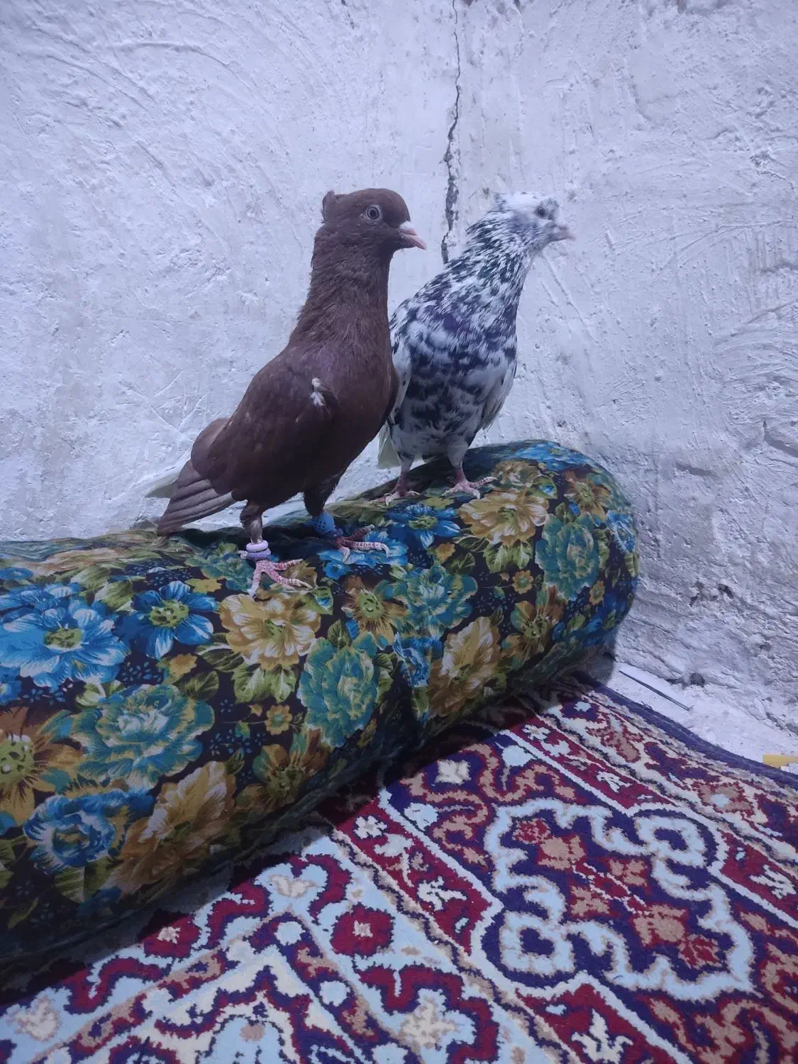 زرگان|پرنده|باوی, |دیوار