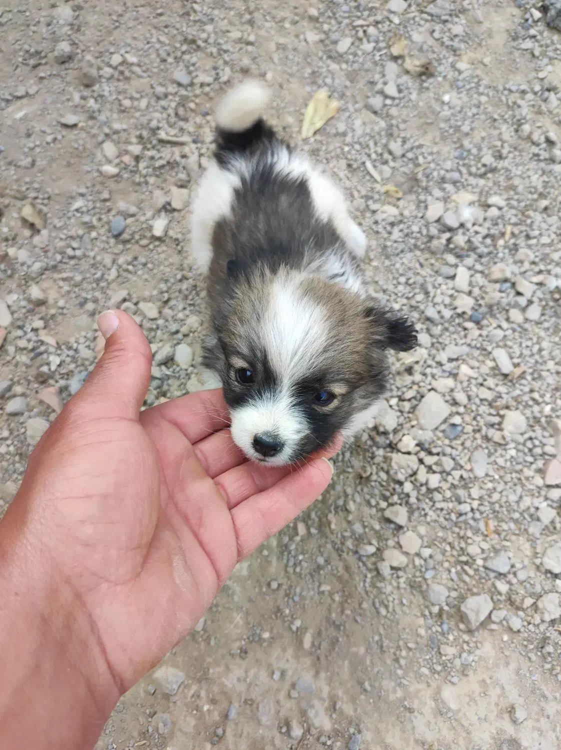 توله پاکوتاه|سگ|شیروان (خراسان), |دیوار