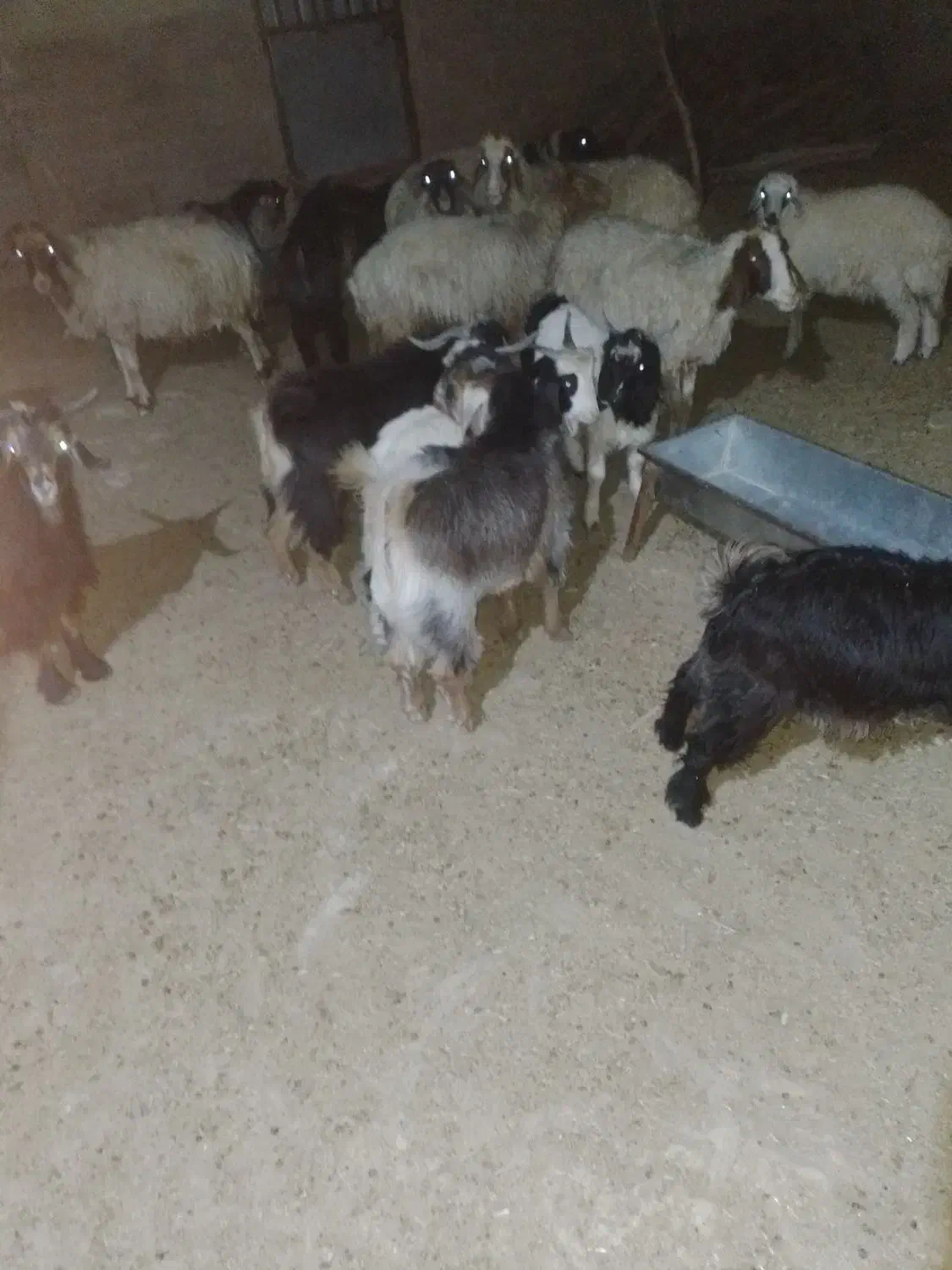 بز غاله|حیوانات مزرعه|دهلران, |دیوار