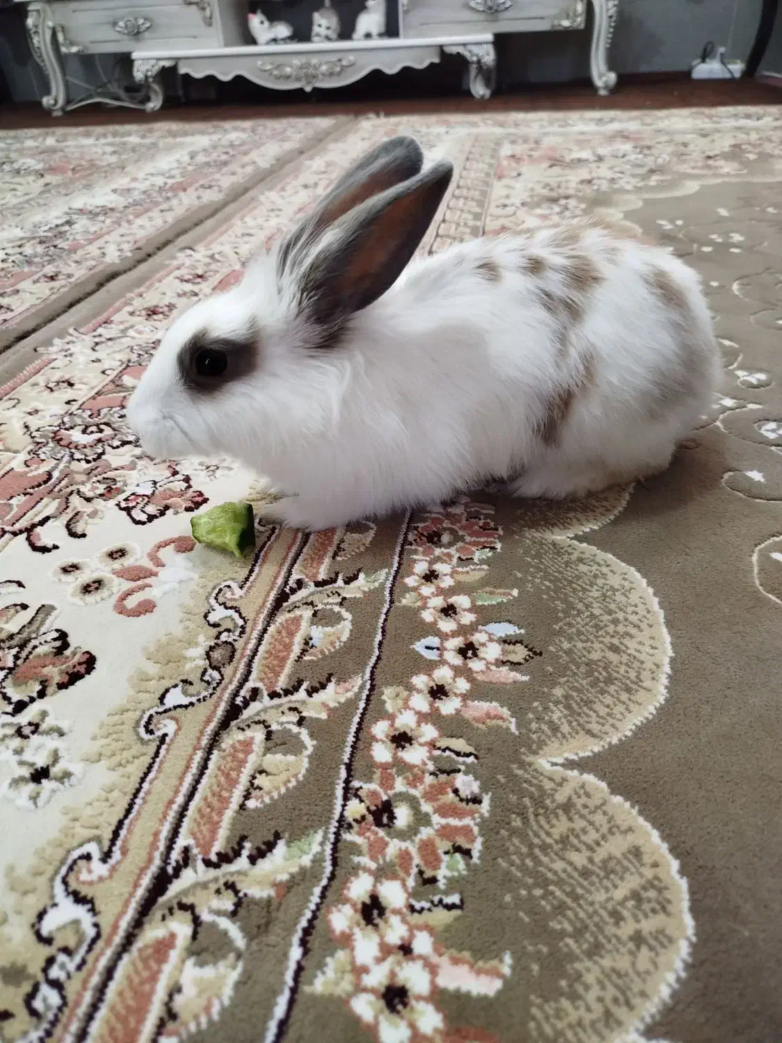 خرگوش بانمک|موش و خرگوش|قم, مهر آباد|دیوار