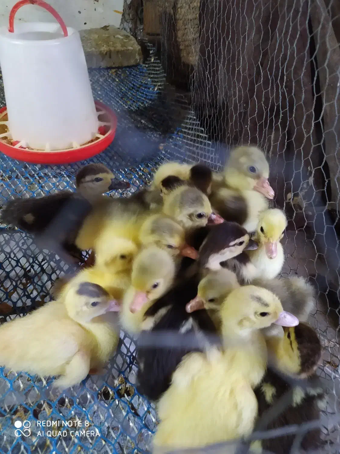 فروش جوجه غاز دو روزه|حیوانات مزرعه|ساری, |دیوار