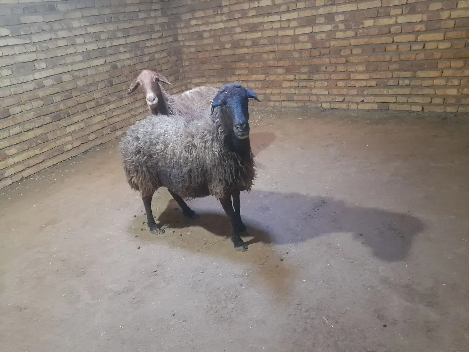 دوراس گوسفندجوان آبستن|حیوانات مزرعه|بلبان آباد, |دیوار