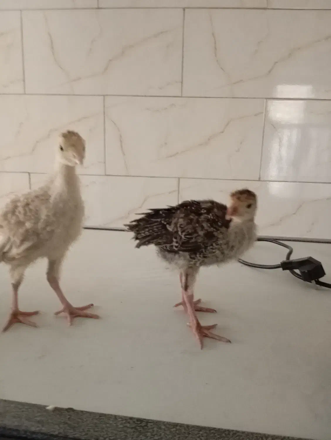 جوجه بوقلمون برنز و بوربون واکسن خورده|حیوانات مزرعه|تهران, استاد معین|دیوار