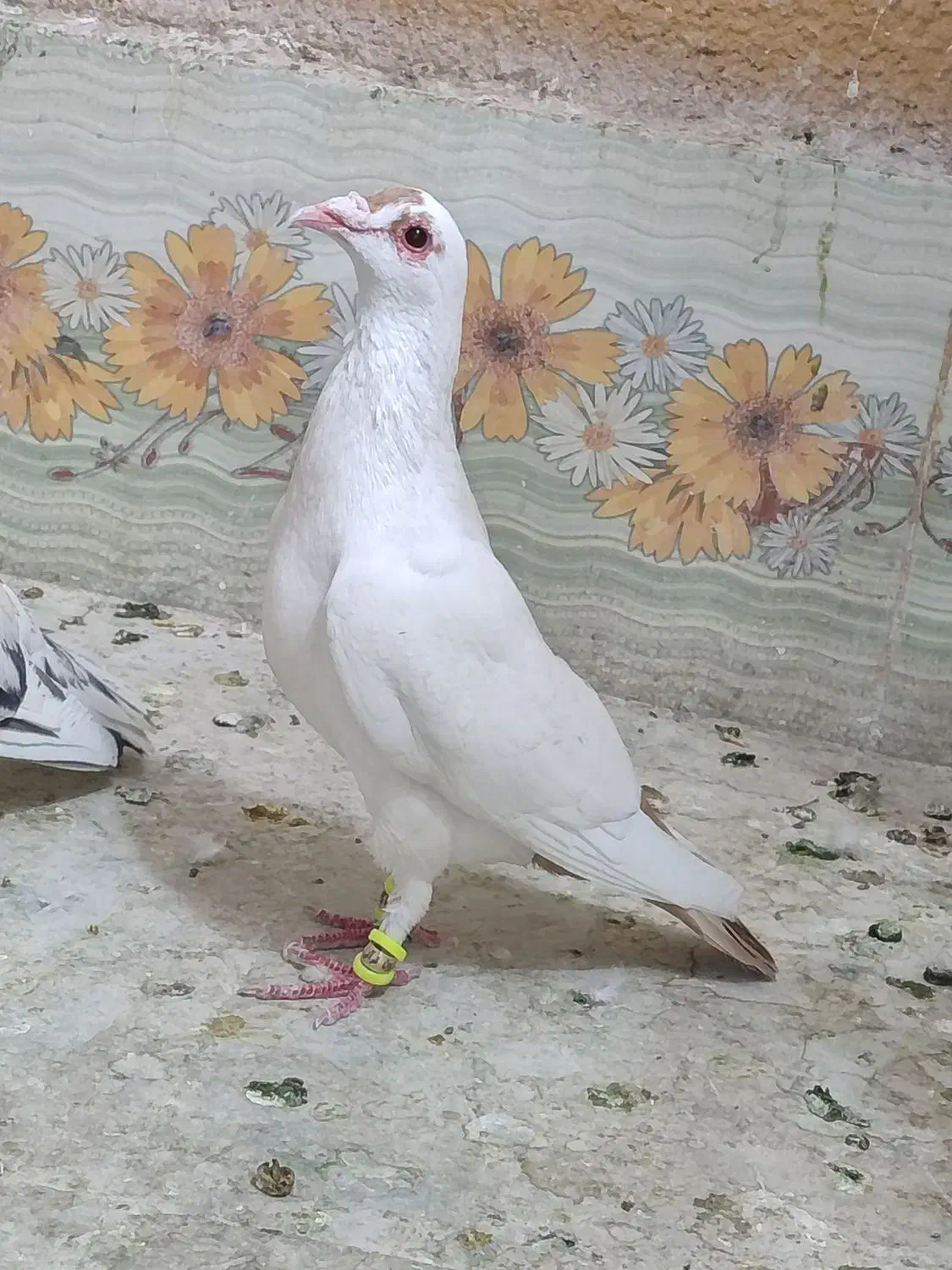 گم کردم دیشب ابناروجلتم بودن به قیمت بالا میخوام|حیوانات|سبزوار, کوی گلستان|دیوار