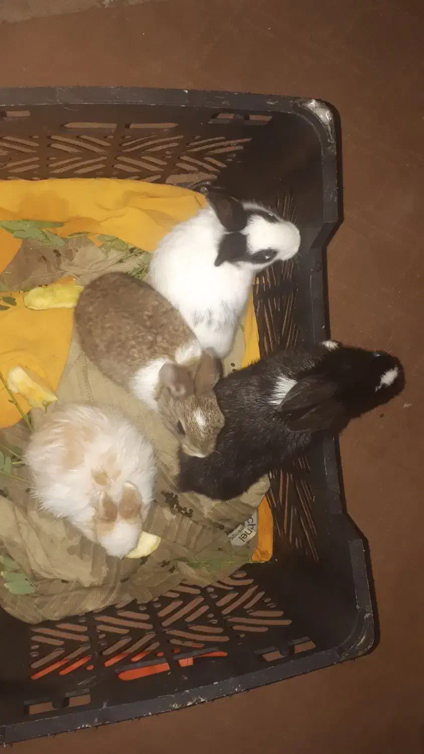 سرگرمی|موش و خرگوش|امیدیه, |دیوار