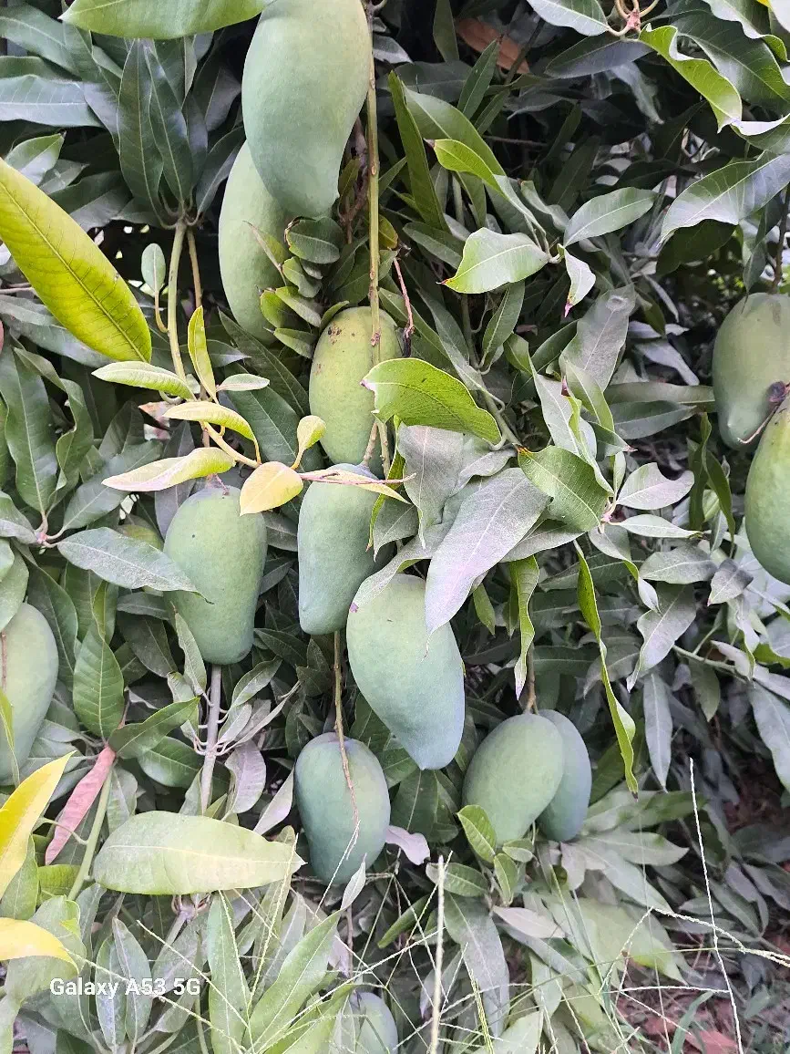 نهال انبه|گل و گیاه طبیعی|قصرقند, |دیوار