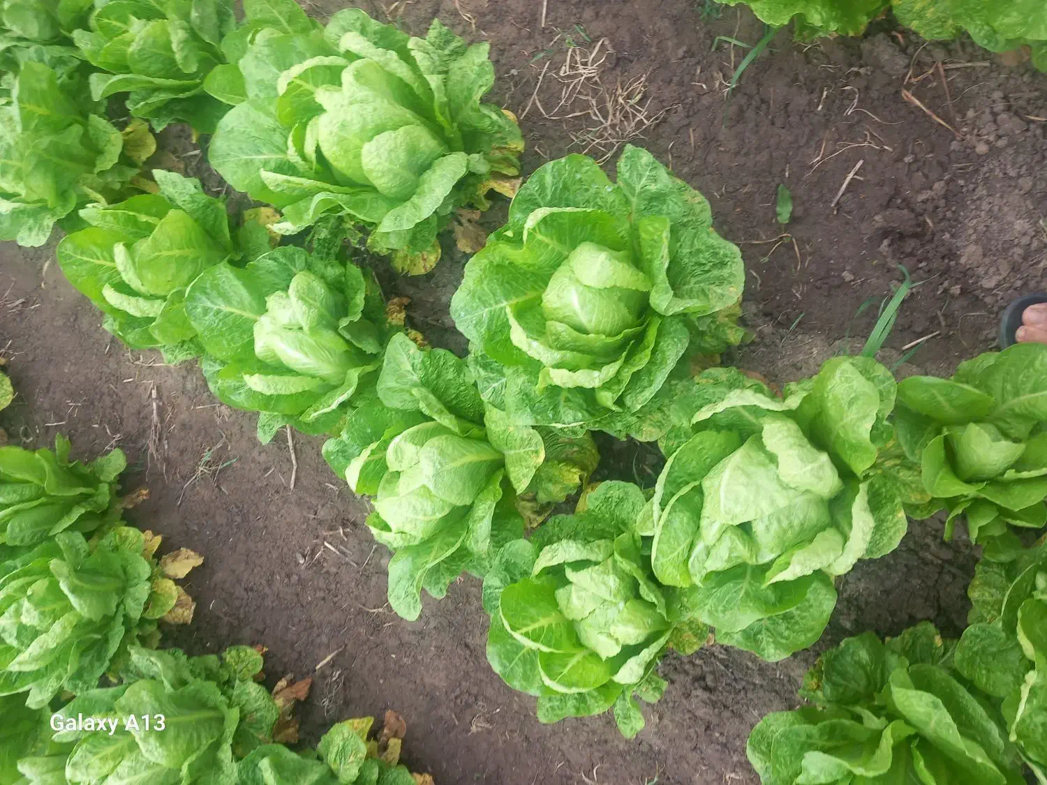 کاهو|خوردنی و آشامیدنی|خان ببین, |دیوار