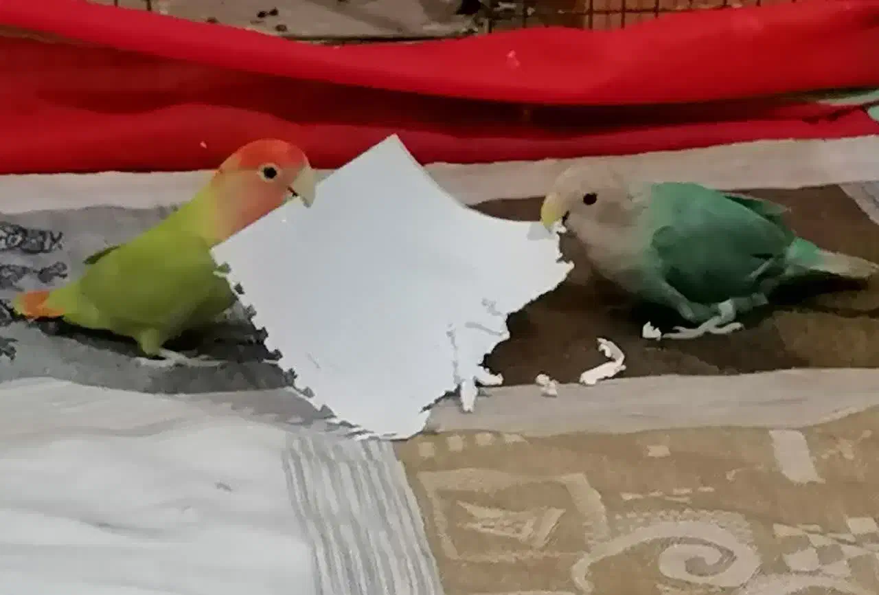 یک جفت طوطی شیطون و بازی گوش ۶ماهه با قفس|پرنده|اندیشه, اندیشه فاز ۱|دیوار