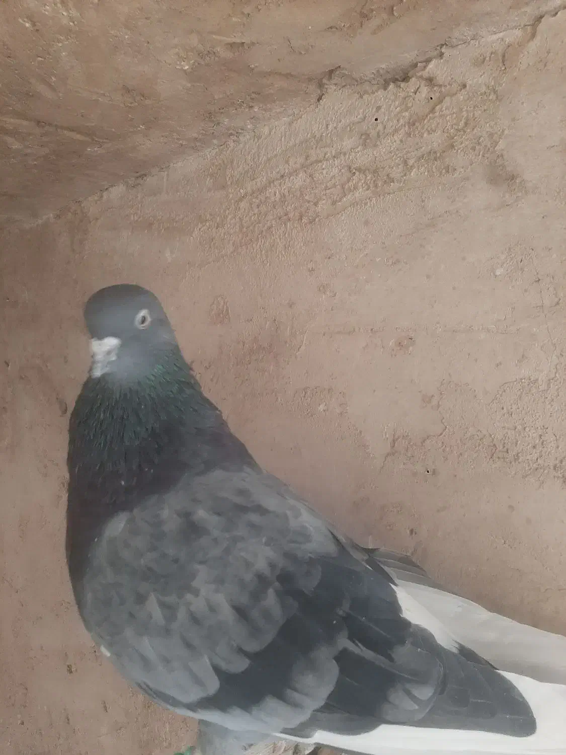 نر سبز|پرنده|قم, اسمعیل آباد|دیوار