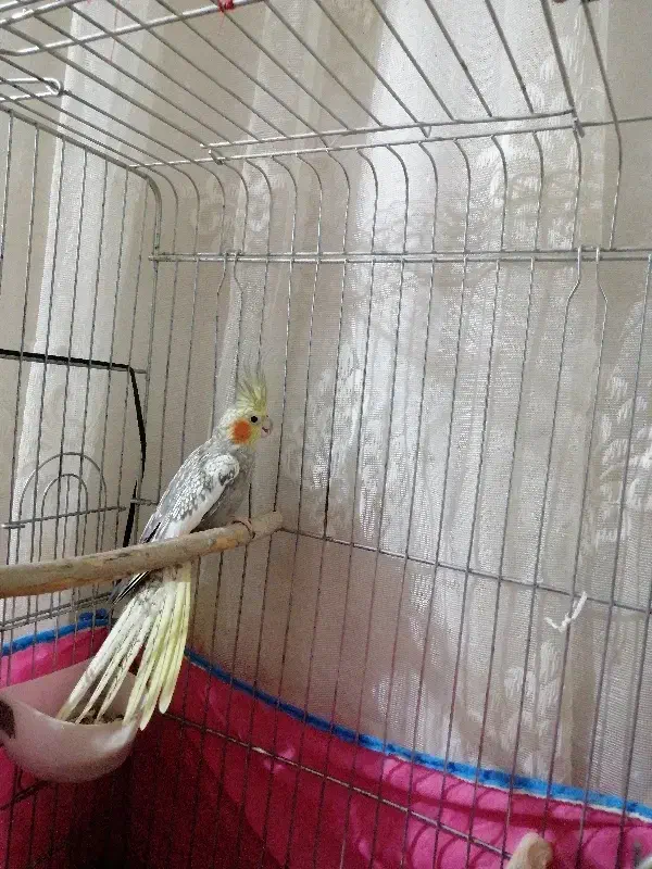 عروس هلندی|پرنده|فاضل آباد, |دیوار