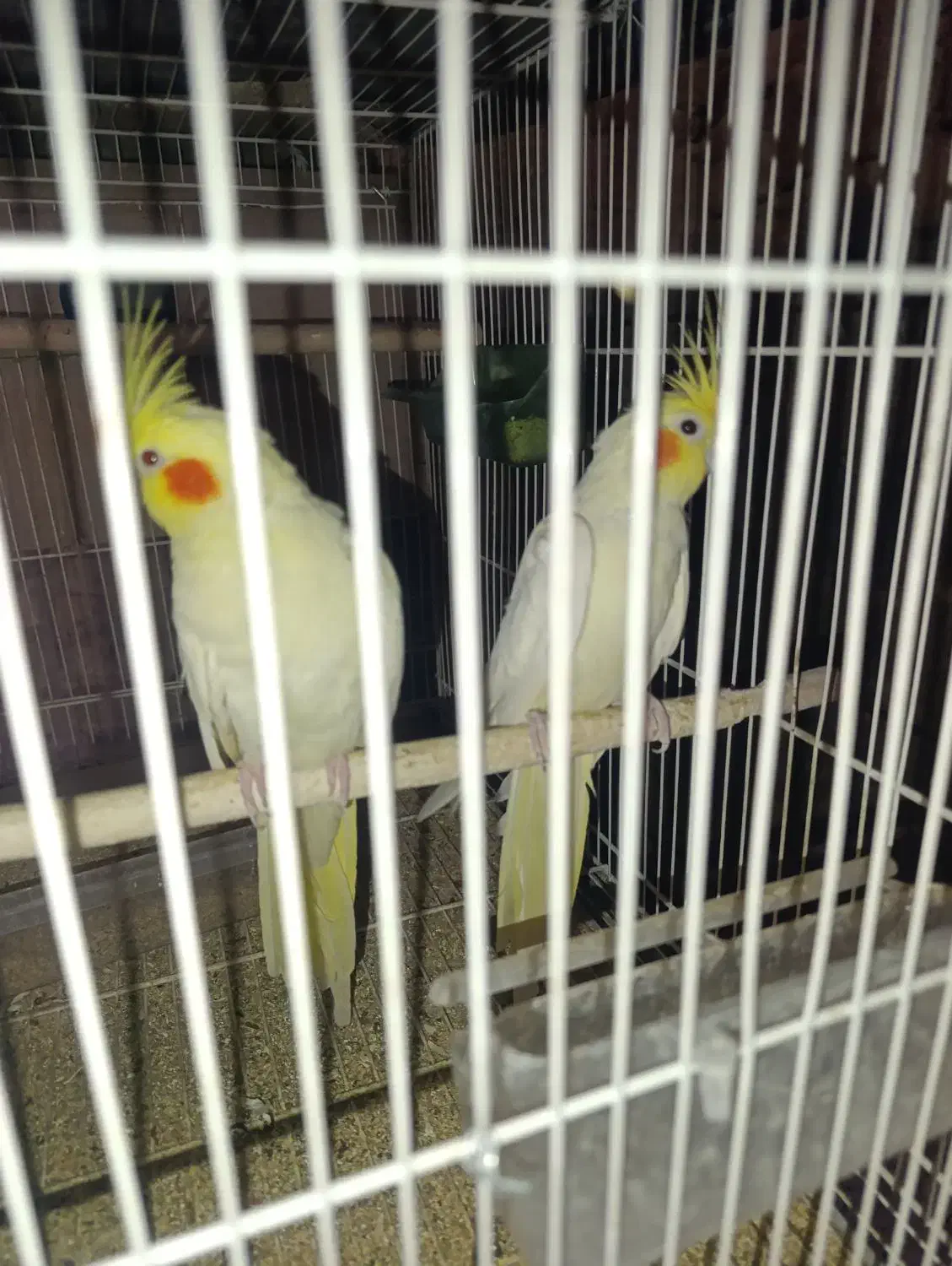 عروس هلندی فروشی ومعاوضه|پرنده|خوسف, |دیوار