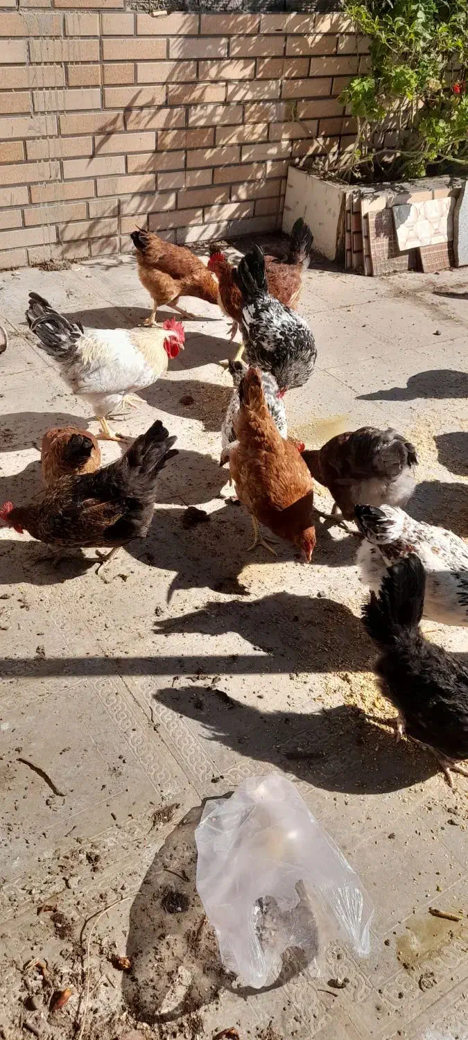 مرغ وخروس|حیوانات مزرعه|فاضل آباد, |دیوار