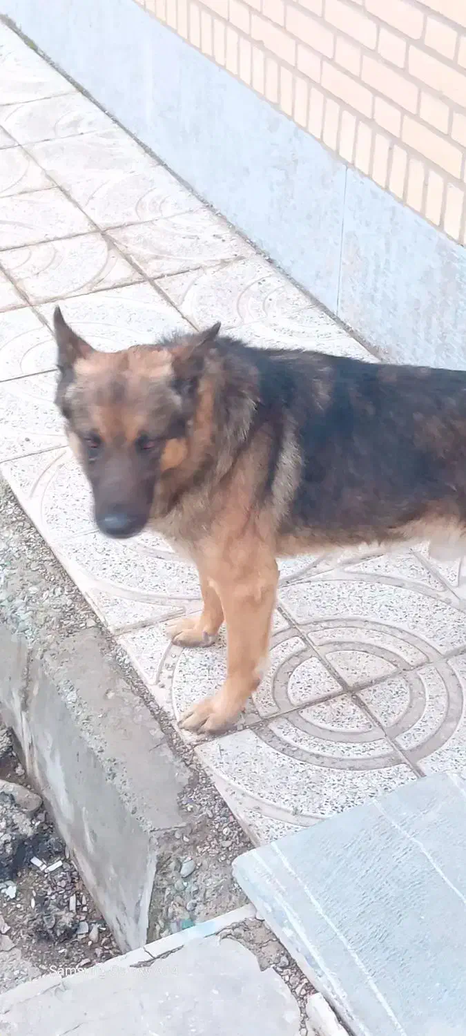 سگ ژرمن شپرد|سگ|تاکستان, |دیوار