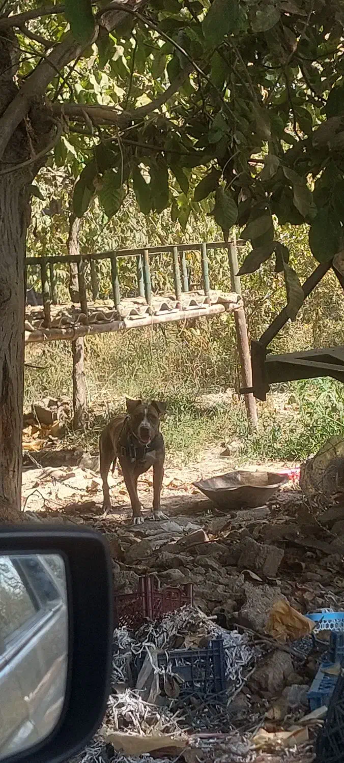 واگذاری پیتبول ماده ۱۱ ماهه|سگ|هشتگرد, تهران دشت|دیوار