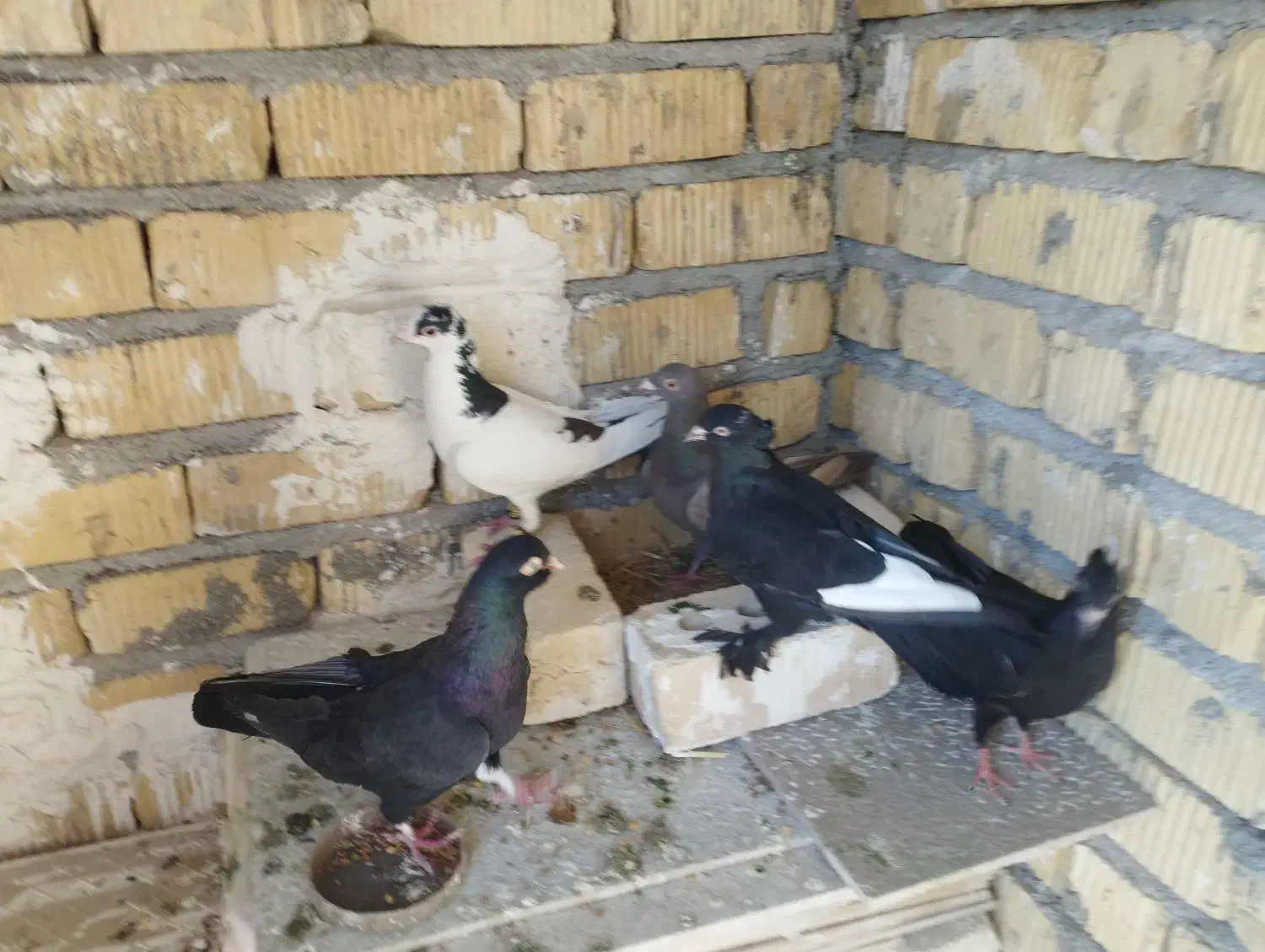 6تا کفتر 1000|پرنده|مرودشت, شهرک مهدیه|دیوار