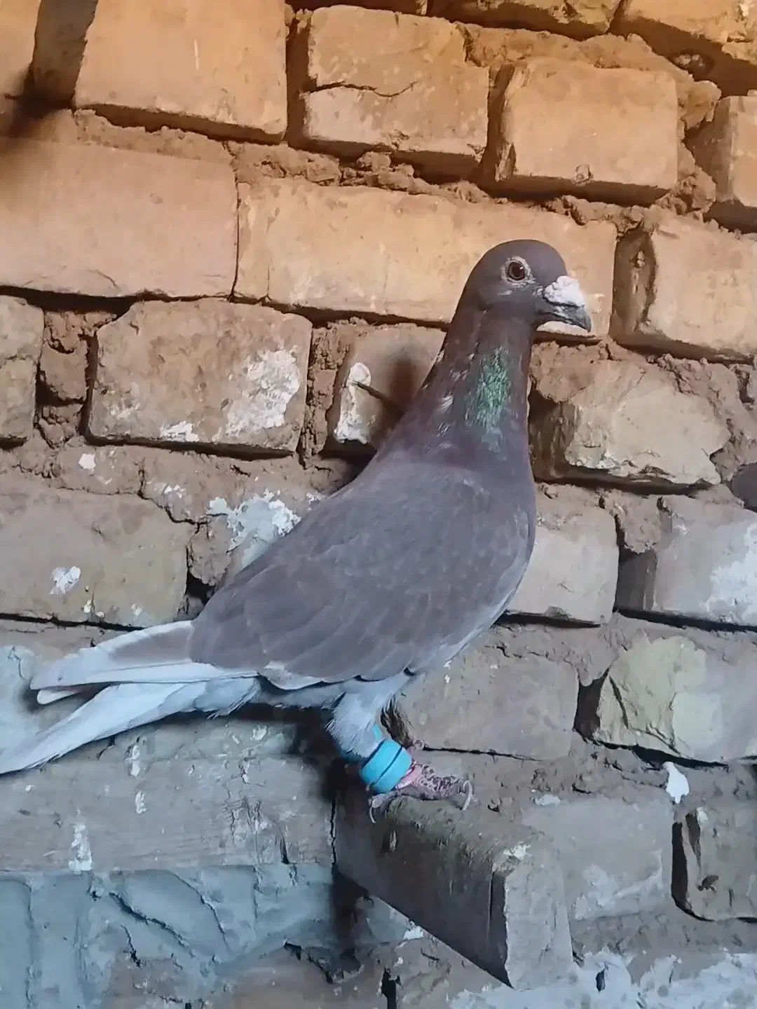 کفتر|حیوانات|تربت جام, میان جام|دیوار