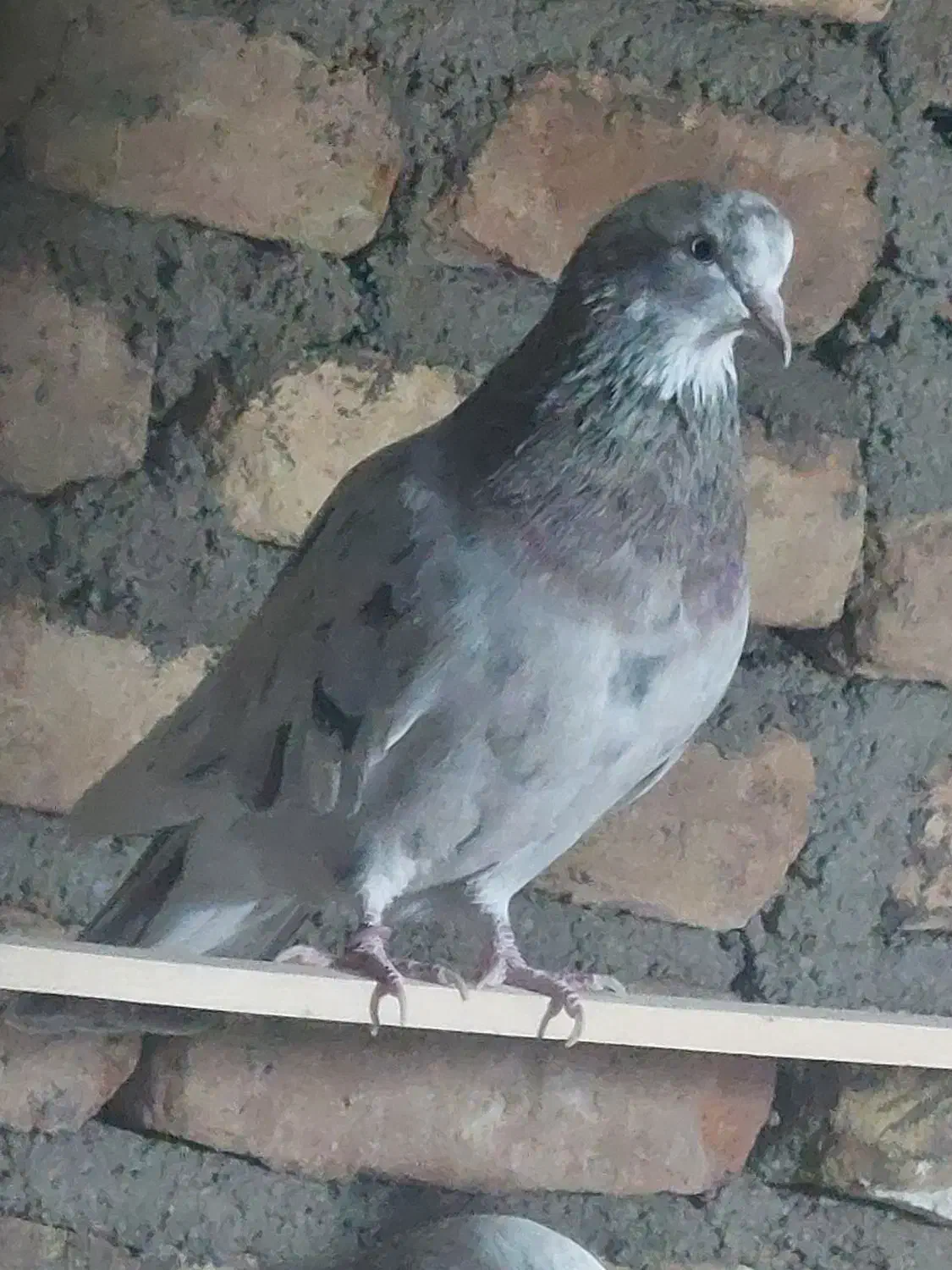 یک جفت سرور هفت رنگ|پرنده|خاوران, |دیوار