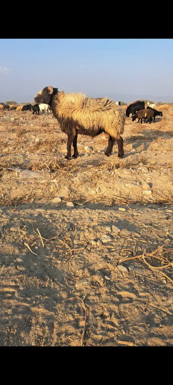 قوچ گله بره نر و بر ماده شیر مست|حیوانات مزرعه|بندرعباس, |دیوار