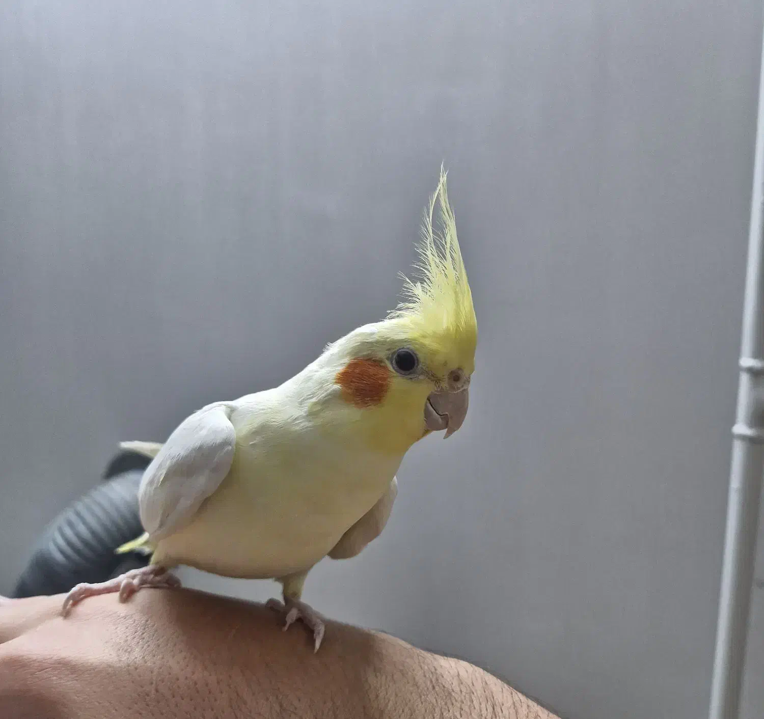 فروش عروس هلندی|پرنده|گنبد کاووس, |دیوار