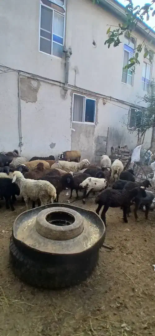 بره گوسفند چاق نروماده|حیوانات مزرعه|بابکان, |دیوار