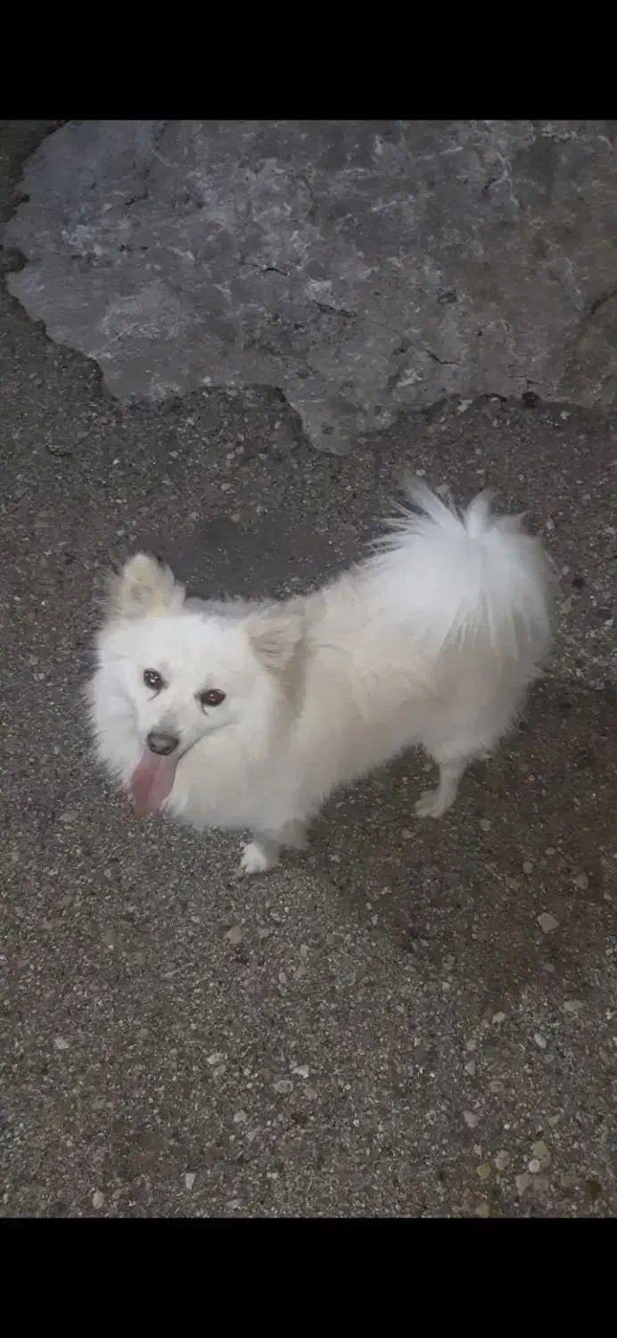 سگ پامر نر|سگ|اصفهان, جلفا|دیوار