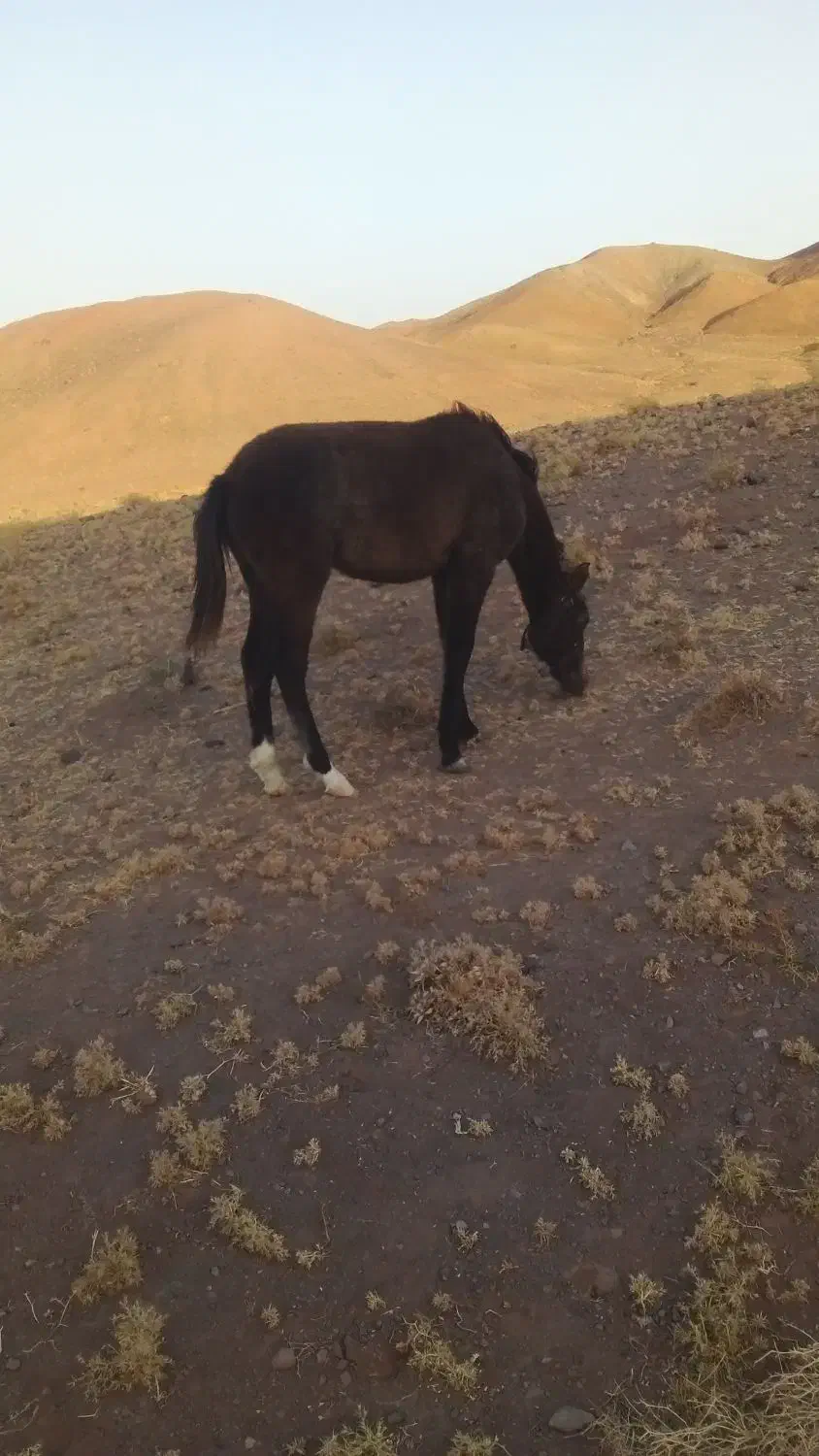 کره اسب مادیان فروشی مادر یقره|اسب و تجهیزات اسبسواری|تربت جام, جامرود|دیوار