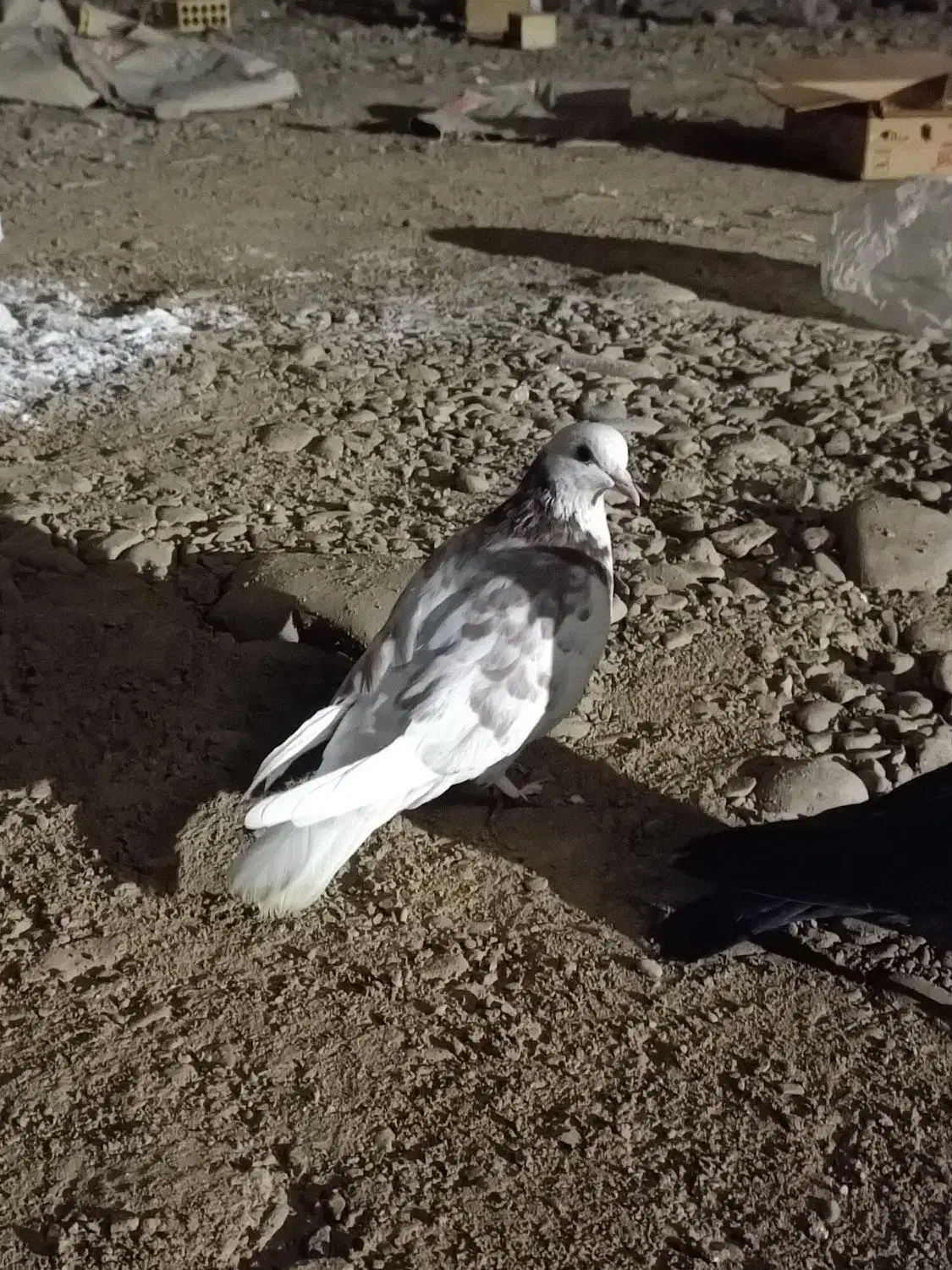 کفتر غریبگیری|پرنده|قرچک, زیبا شهر|دیوار