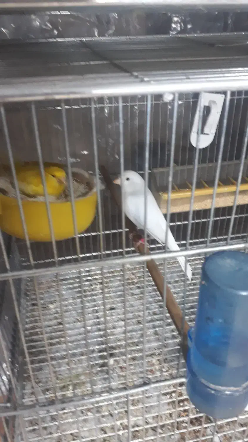 قناری|پرنده|برخوار, |دیوار