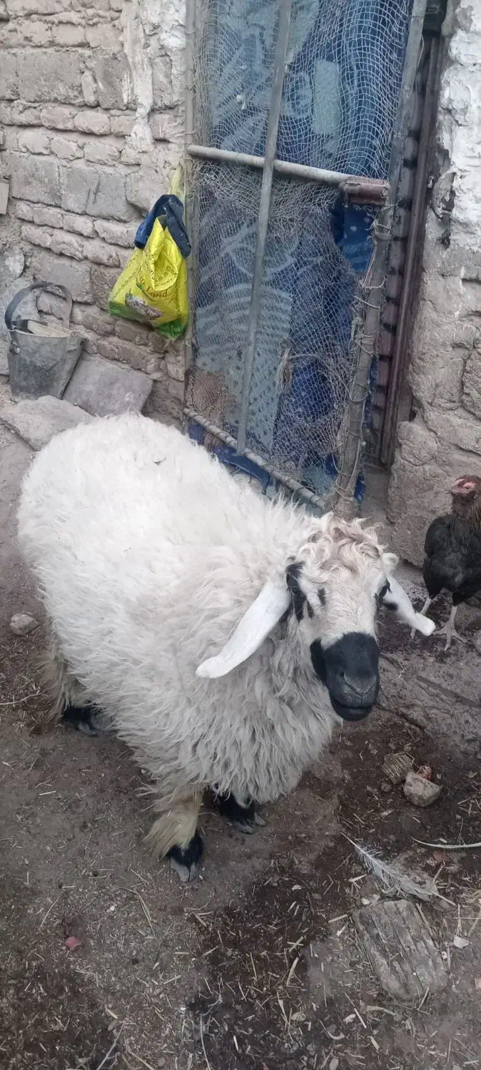 قوچ دورگ|حیوانات مزرعه|زابل, |دیوار