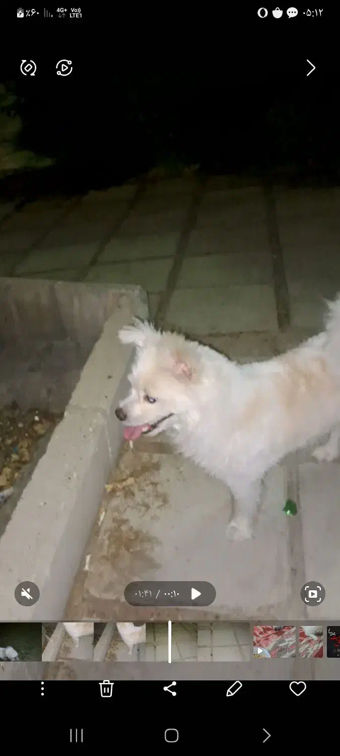 سگ گم شده|حیوانات|خرمآباد, |دیوار