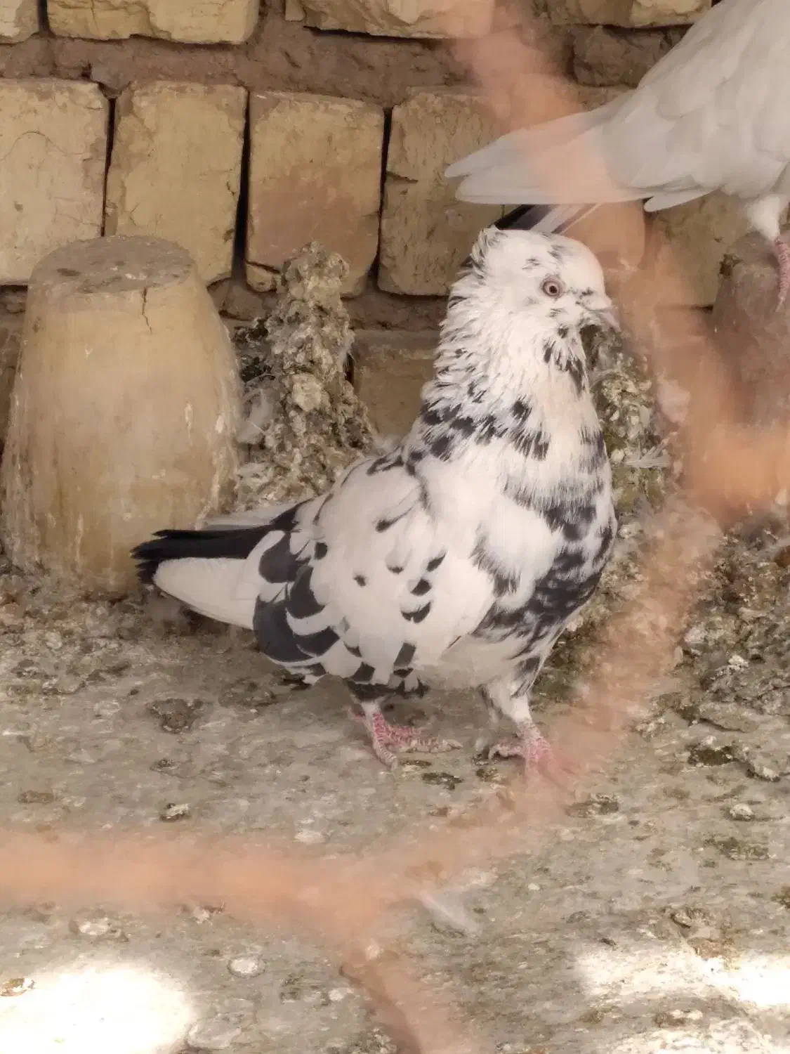 کبوتر|پرنده|اصفهان, ارداجی|دیوار