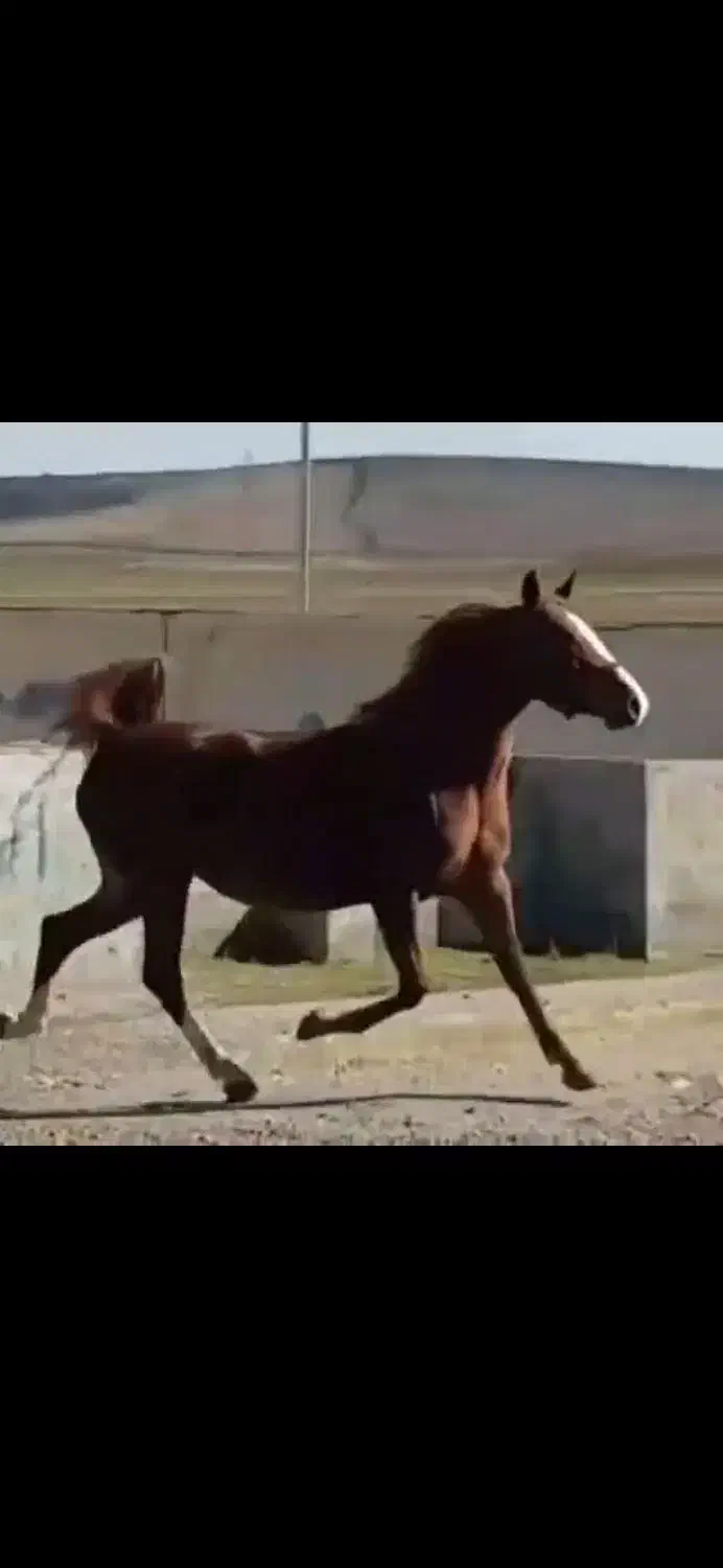 فروش ۳راس مادیان کرد|اسب و تجهیزات اسب‌سواری|سنقر, |دیوار