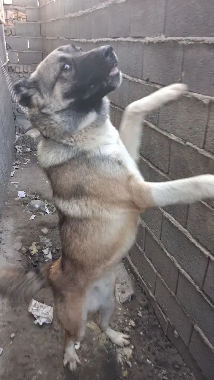 سگ دورگه گرگی .الابای|سگ|علی‌آباد کتول, |دیوار