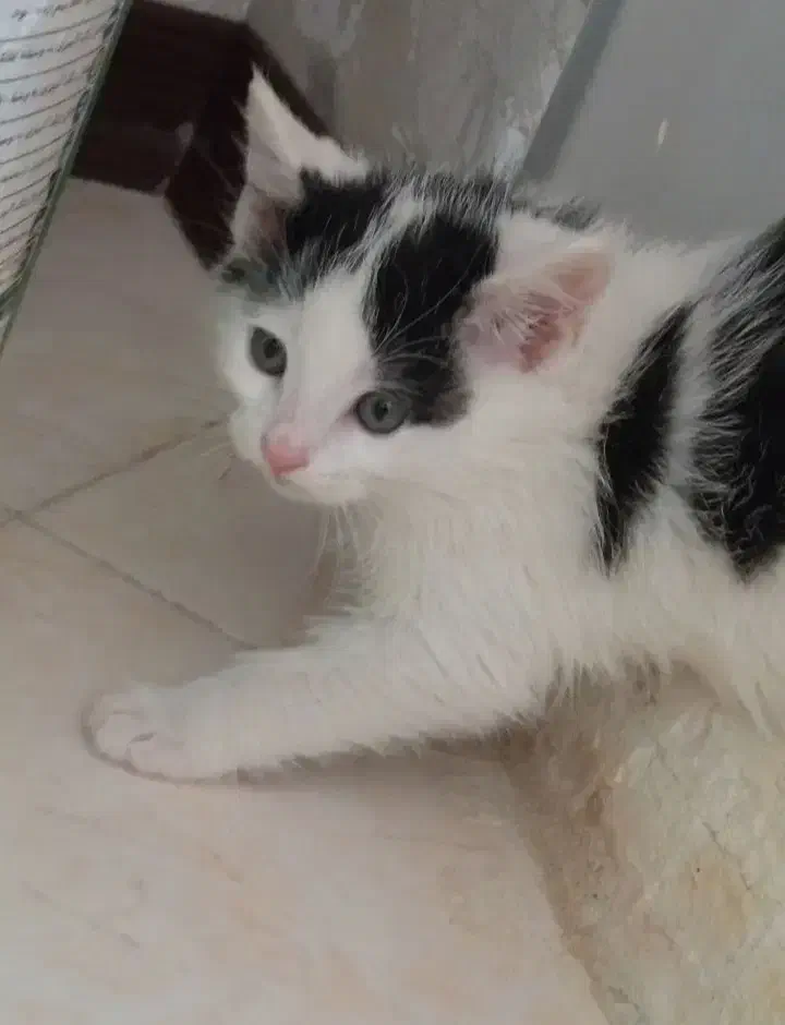 واگذاری گربه|گربه|مشهد, هنرور|دیوار