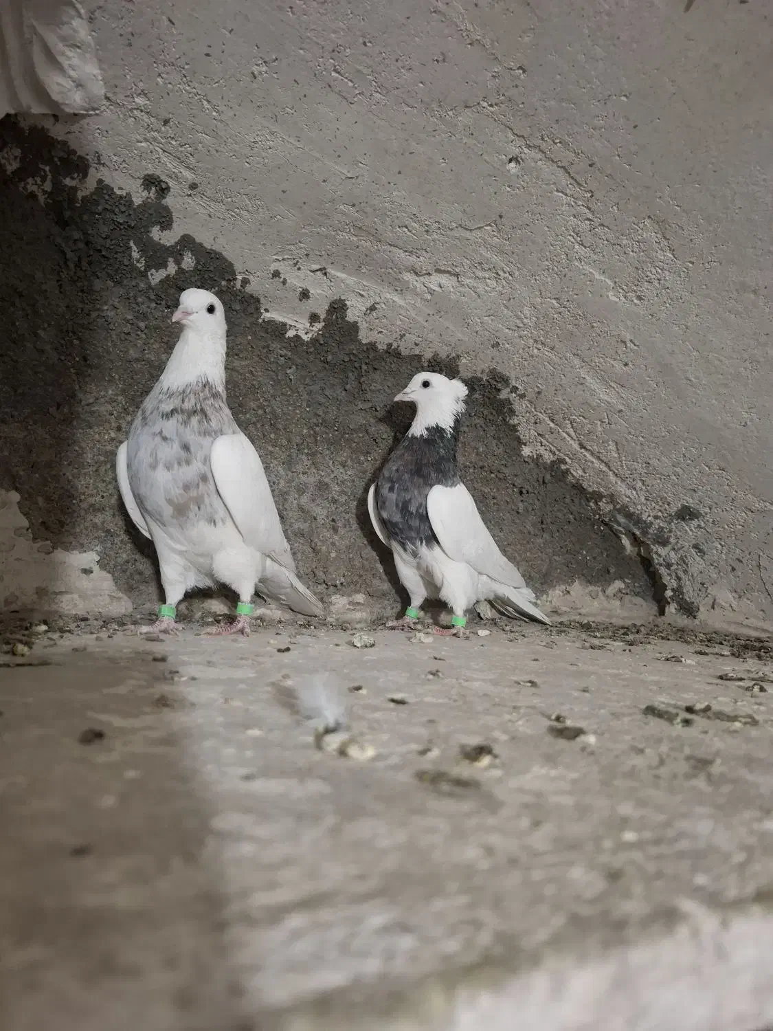 طوقی|پرنده|همدان, |دیوار