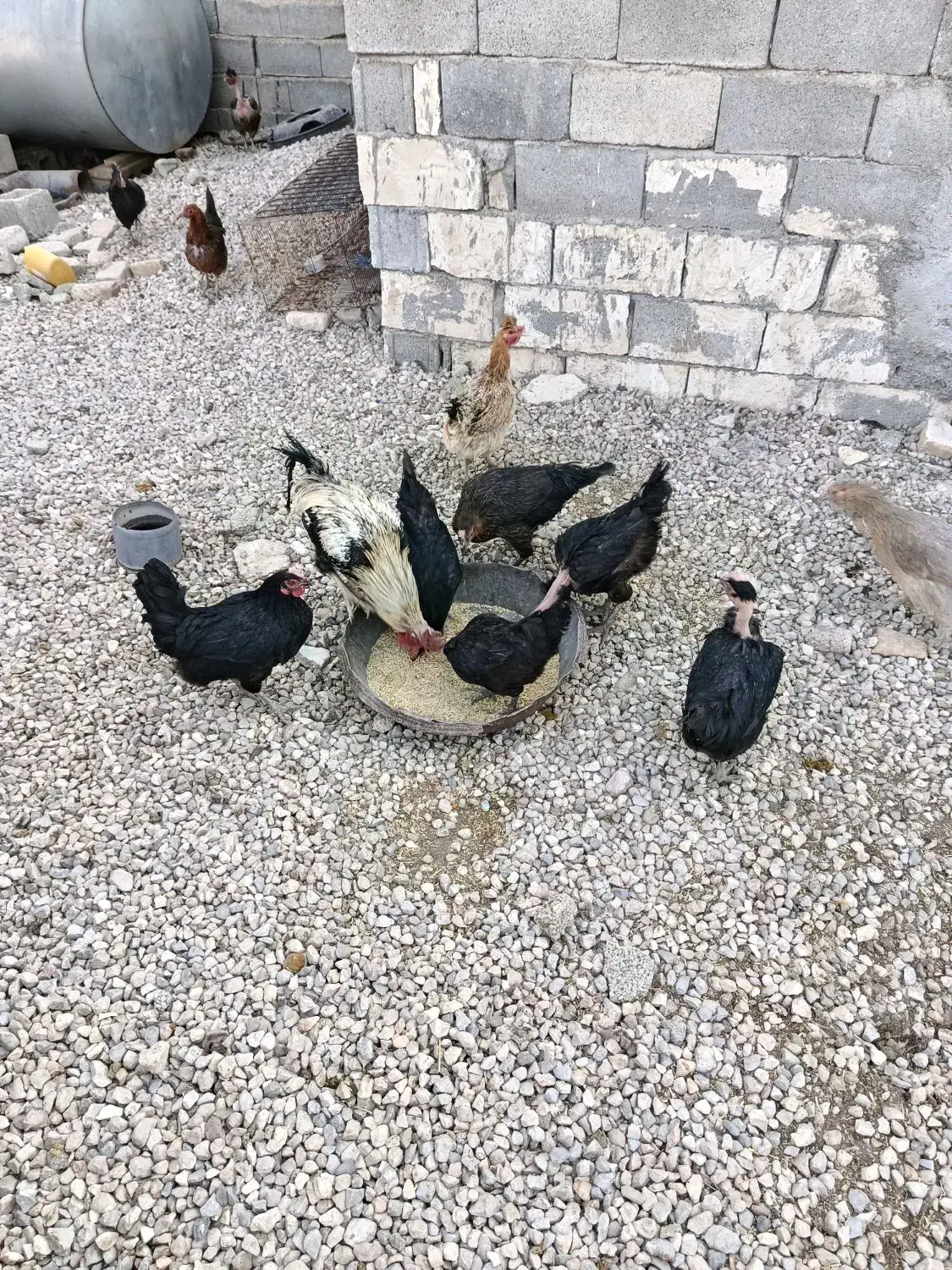 مرغ تخمگذار جوجه خروس|حیوانات مزرعه|رحمتآباد, |دیوار