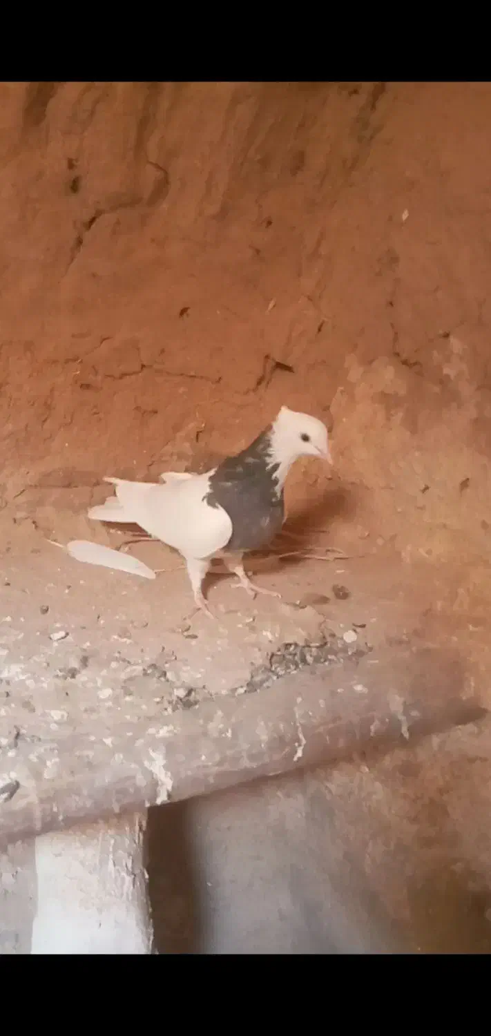 جوانه طوقی فروشی|پرنده|شهرآباد, |دیوار