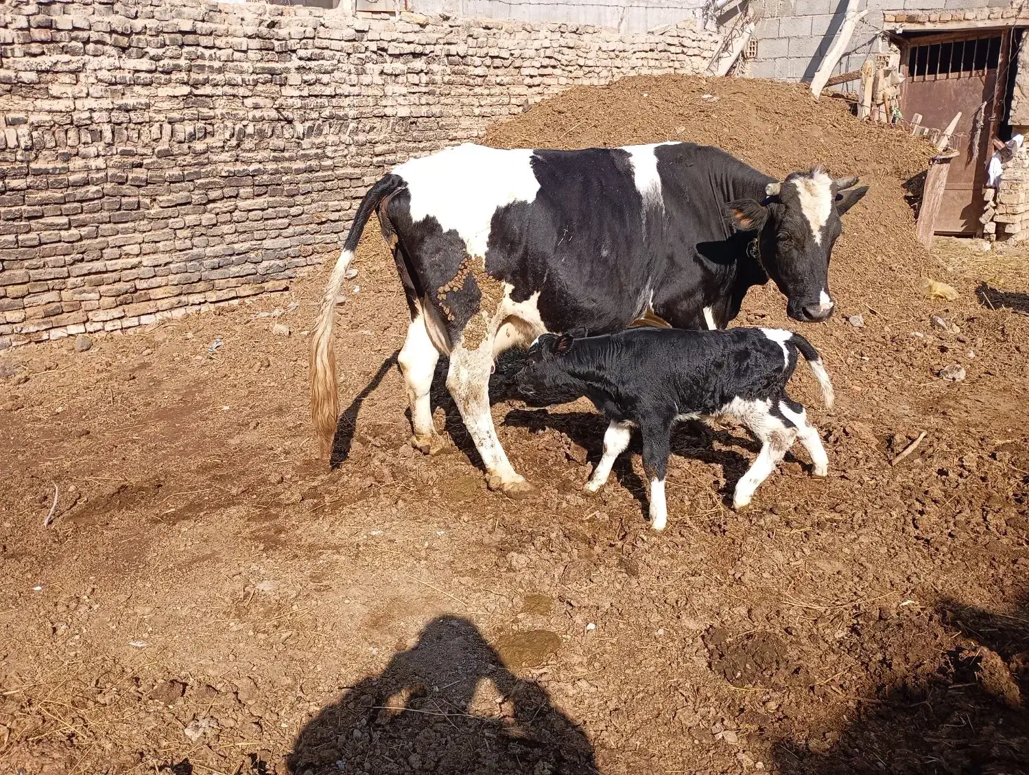 گاو شیری با گوساله نر|حیوانات مزرعه|هریس, |دیوار