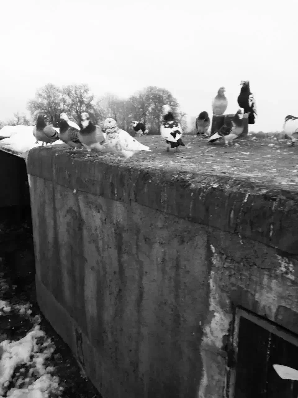 ۳۰تاکفترقلدوربیابپرون کفترچاشنی بازی دانه۴۰۰|پرنده|مشهد, میان ولایت|دیوار