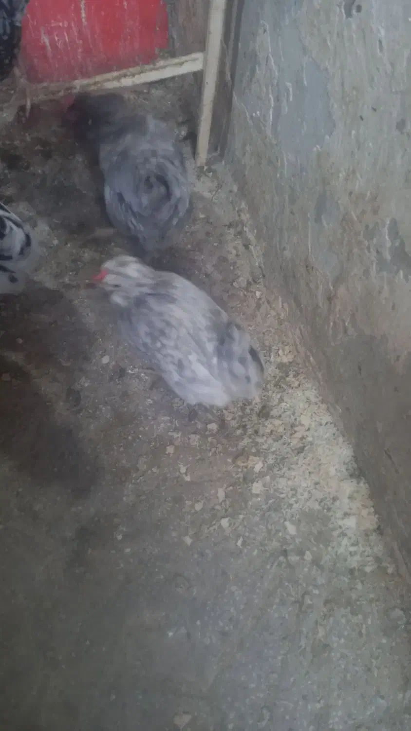 گلین|حیوانات مزرعه|کرمانشاه, |دیوار