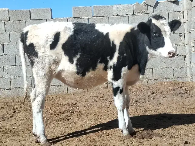 گاو گوساله گوساله ماده هلشتاین خالص|حیوانات مزرعه|کامفیروز, |دیوار