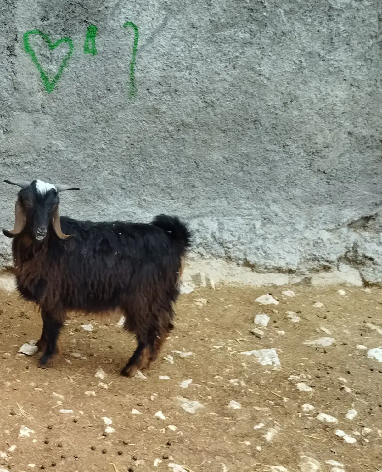 فروش بزغاله نر|حیوانات مزرعه|سرپل ذهاب, |دیوار