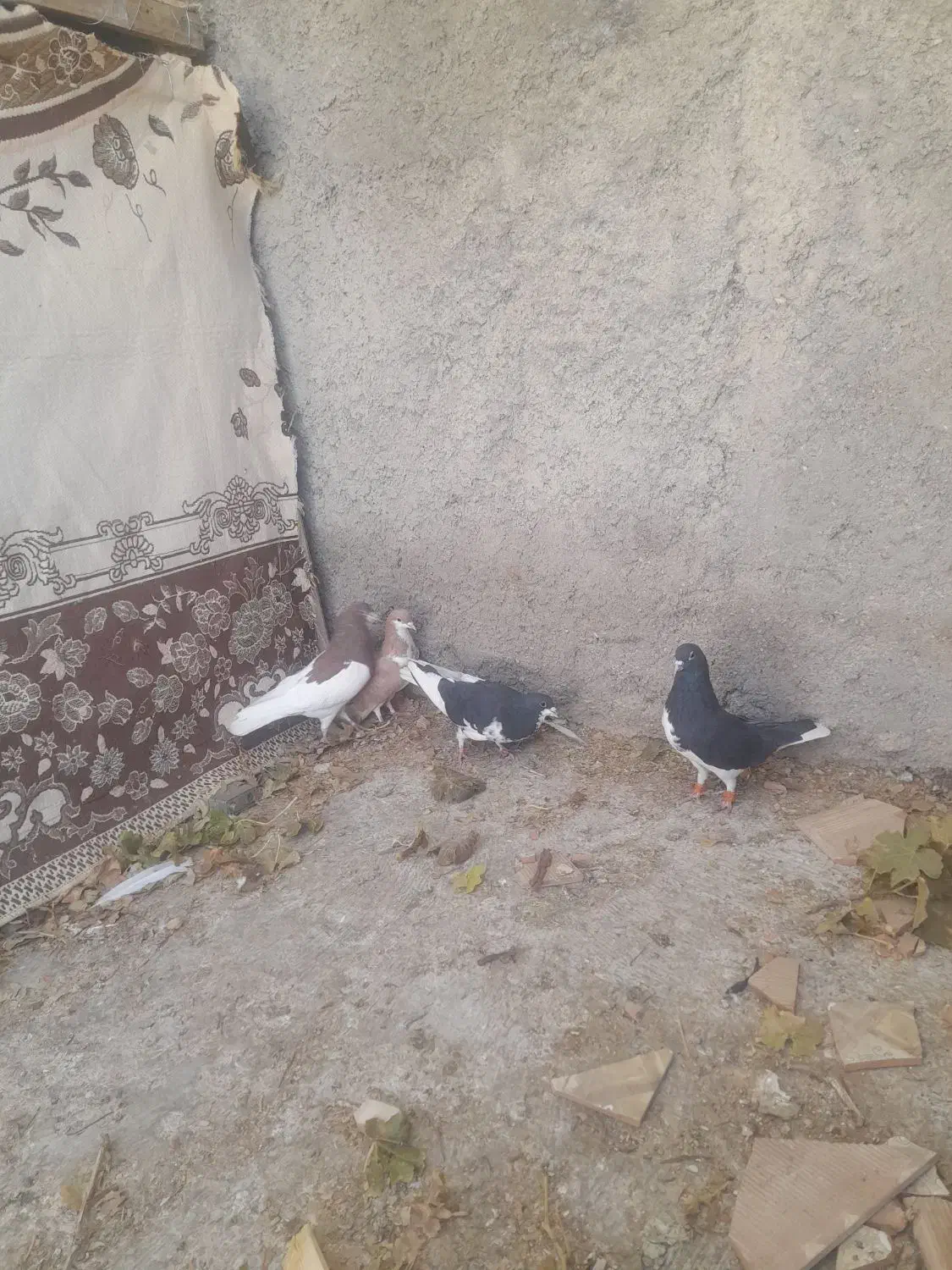 شهری|پرنده|خرامه, |دیوار