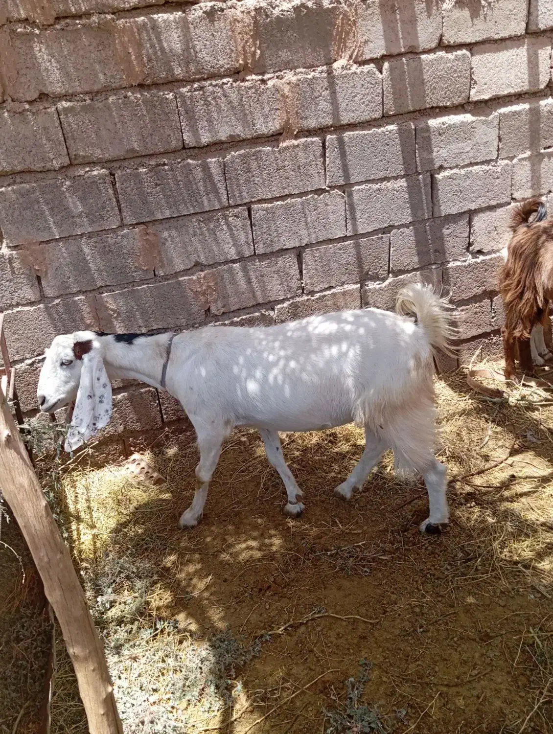 بز فروشی|حیوانات مزرعه|یزدان شهر, |دیوار