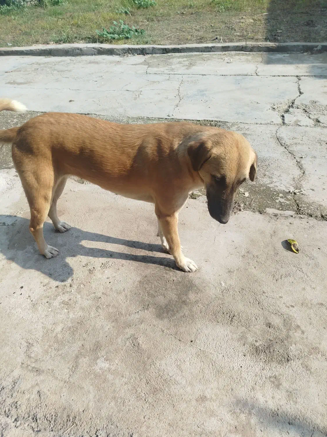 سگ گم شده دوتا سگ قهوه ای .|حیوانات|دزفول, |دیوار