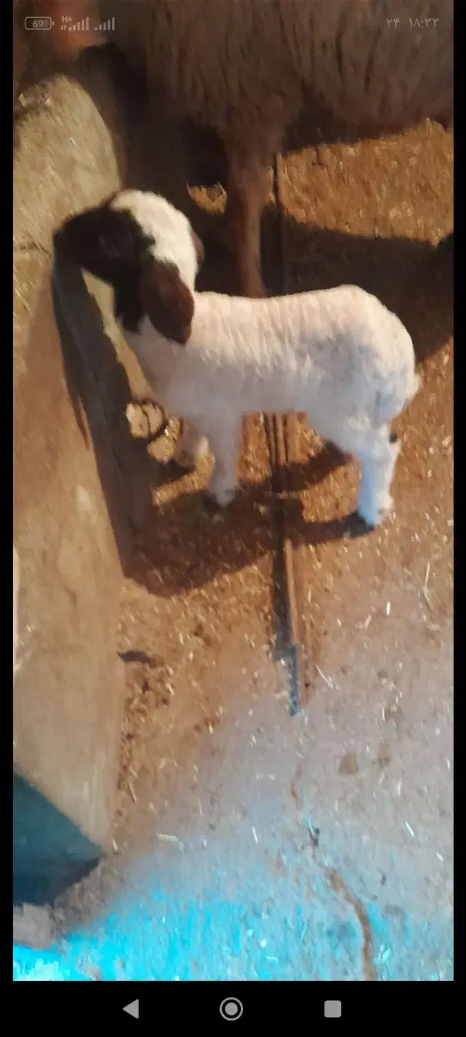 گوسفند بره ماده|حیوانات مزرعه|ماهیدشت, |دیوار