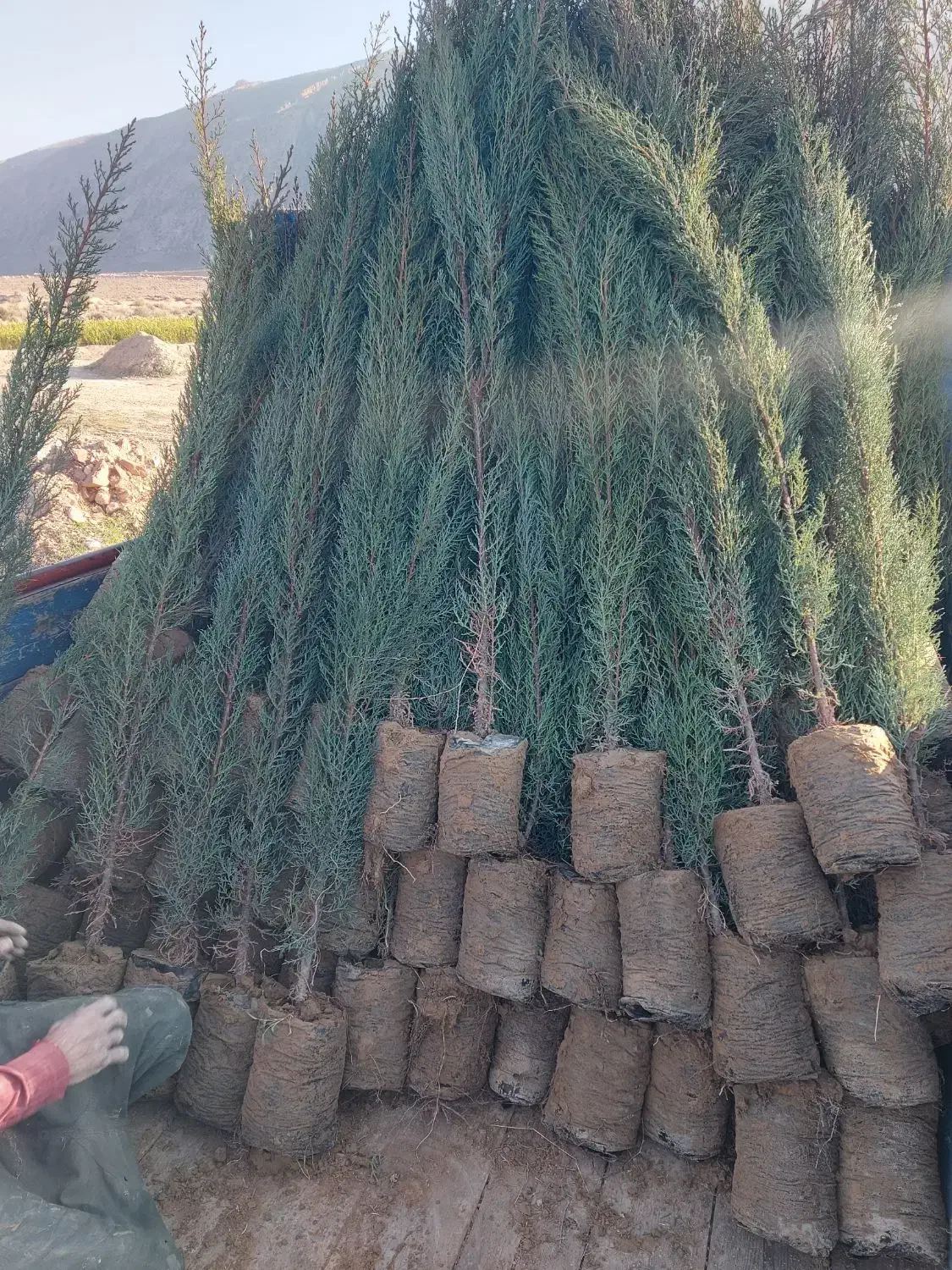 نهال|خدمات باغبانی و درختکاری|سده (خراسان جنوبی), |دیوار